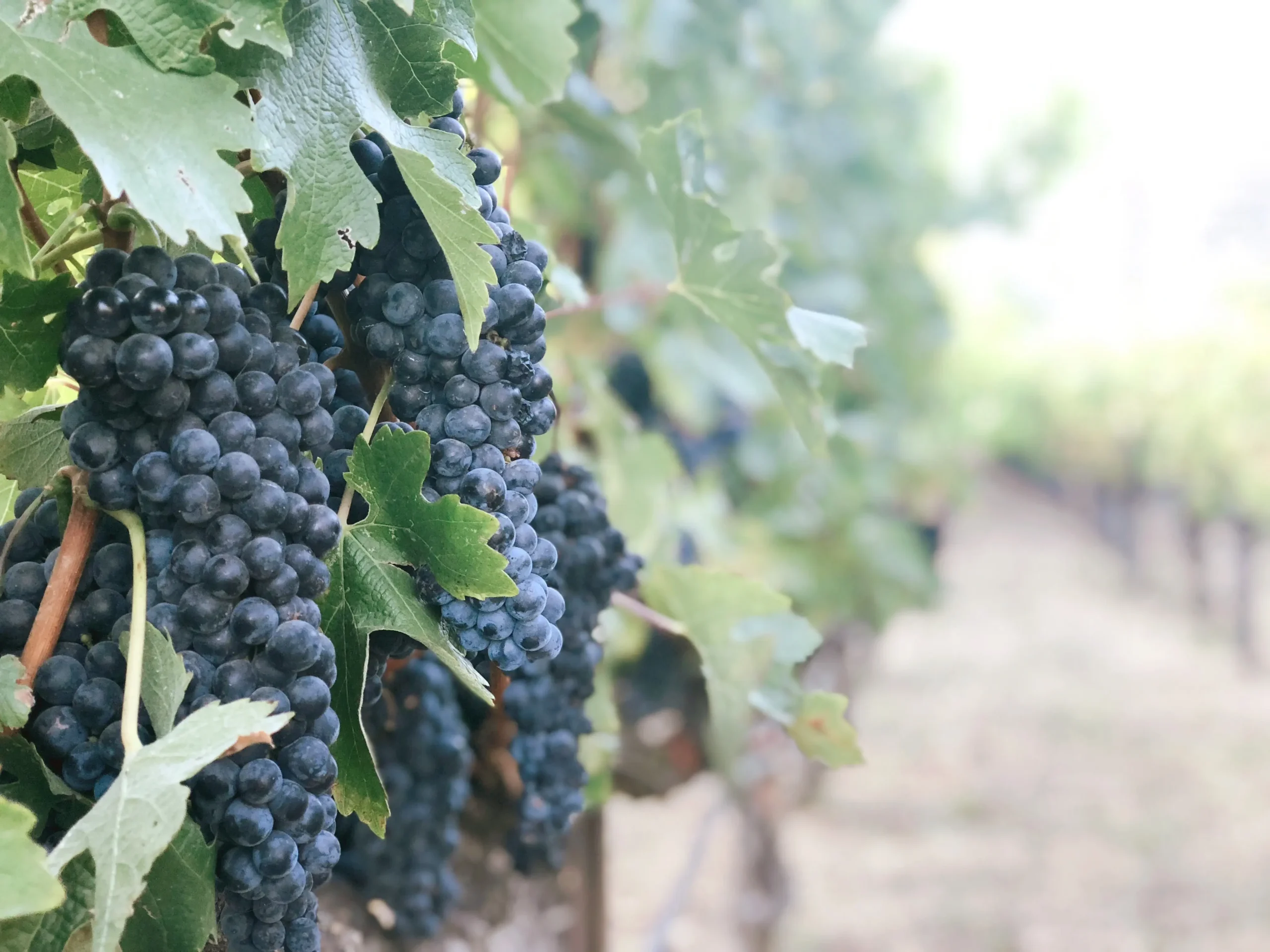 Salinas valley Grapes